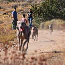 German Shorthaired Pointer and Weimaraner Puppies from SilverBay GunDogs