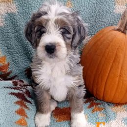 Aussiedoodle, Bernedoodle, Poodle, Shihpoo, and Shih Tzu Puppies from Route 66 Poodles & Doodles, Sapphire Shih-tzu's of Ohio