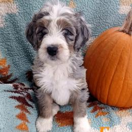 Aussiedoodle, Bernedoodle, Poodle, Shihpoo, and Shih Tzu Puppies from Route 66 Poodles & Doodles, Sapphire Shih-tzu's of Ohio