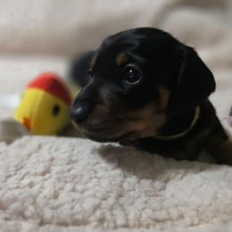 'Yellow' - Black and tan female Dachshund puppy in Sioux Falls, South Dakota from Little Blessings Doxies