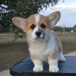 Pumbaa - Sable male Pembroke Welsh Corgi puppy in Edna, Texas from MG Corgis
