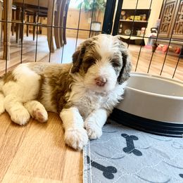 Bernedoodle Puppies from Bells Bernedoodles