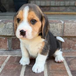 Gabriel - Black tan and white male Beagle puppy in Mansfield, Missouri from Rippee Creek Kennel