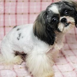 AKC/UKC Lucy - Shih Tzu