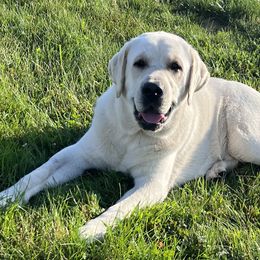 Rip - Labrador Retriever