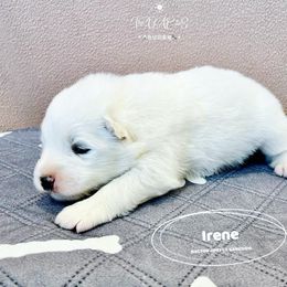 Samoyed Puppies from The Bactos Family