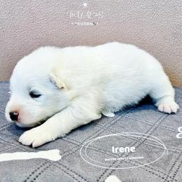Samoyed Puppies from The Bactos Family