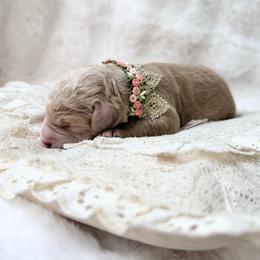 Glory - Cream female Goldendoodle puppy in Evans, Georgia from Have-a-Doodle Hill