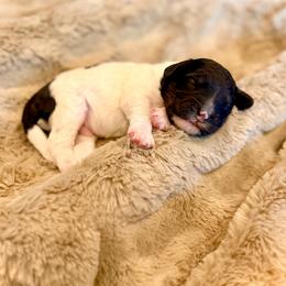 Yoshi- green collar male - Tri-color male Bernedoodle puppy in Salt Lake County, Utah from Coco Avenue Pups