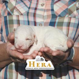 Hera - White female Sheepadoodle puppy in Cleveland, Tennessee from Narrow Path Old English & Sheepadoodles
