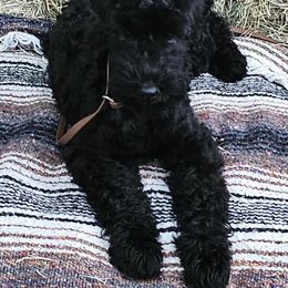Kerry Blue Terrier Puppies from Lookout Kerry Blues