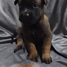 Teeze's Brown - Mahogany male Belgian Malinois puppy in Berry, Alabama from North River k9