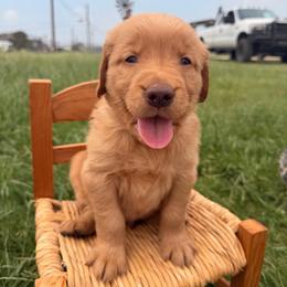 AKC orange collar boy - Dark golden male Golden Retriever puppy in Joshua, Texas from 3 Gun Retrievers