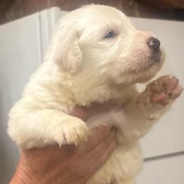 Boy 3 - White male Great Pyrenees puppy in North Fork, California from Heritage Mountain Ranch