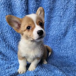 Munster - Red male Pembroke Welsh Corgi puppy in Castle Rock, Washington from Heckman Corgis