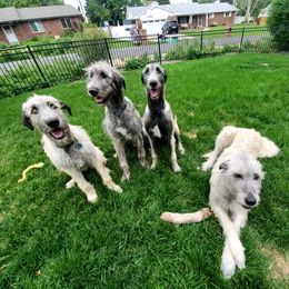 Irish Wolfhounds from Paramount