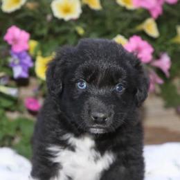 Boy 1 - Black & white male Australian Shepherd puppy in Hillsboro, Ohio from Sugar Grove Farms