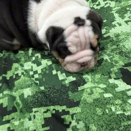 Bulldog Puppies from Bulldog's 4 Brothers