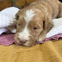 Scooter - Red  male Goldendoodle puppy in Grove, Oklahoma from Guinn Family Farms