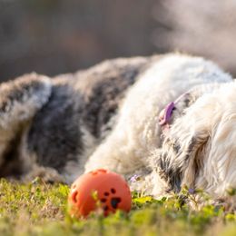 Saint Berdoodles and Sheepadoodles from Heart of Dixie Doodles