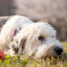 Saint Berdoodles and Sheepadoodles from Heart of Dixie Doodles