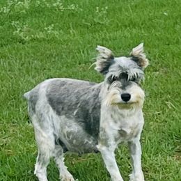 Lily - Miniature Schnauzer