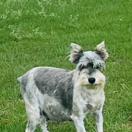 Lily - Miniature Schnauzer