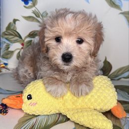 Baby shark - Cream male Maltipoo puppy in West Jordan, Utah from Mid Sized Maltipoos and More LLC