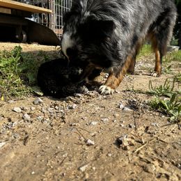 Demi - Miniature Australian Shepherd
