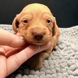 BISCUIT - Red female Dachshund puppy in Alto, Texas from Double W Doxies