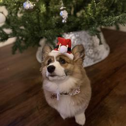 Pembroke Welsh Corgi Puppies from LTT Corgis
