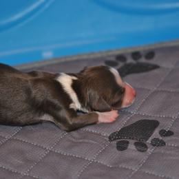 Miniature American Shepherd and Toy Australian Shepherd Puppies from Roeboat Aussies