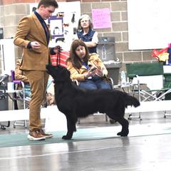 Jinx - Flat-Coated Retriever