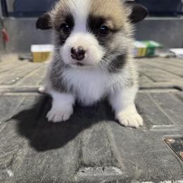 Happy - Red male Pembroke Welsh Corgi puppy in Stephenville, Texas from Rising JM Pembrokes