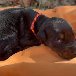 Audrey - Black and rust female Doberman Pinscher puppy in Toney, Alabama from Bhon Mhuir Dobermanns