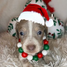 Spanky (maroon collar) - Fawn (isabella) and cream male Dachshund puppy in Lexington, Oklahoma from BooneDox Miniature Dachshunds