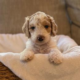 Mae - Parti female Goldendoodle puppy in Fayetteville, Arkansas from Mountain Grove Doodles