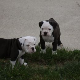 Olde English Bulldogge Puppies from Gingersnaps Bullies
