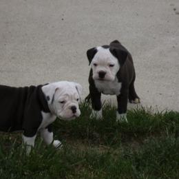 Olde English Bulldogge Puppies from Gingersnaps Bullies
