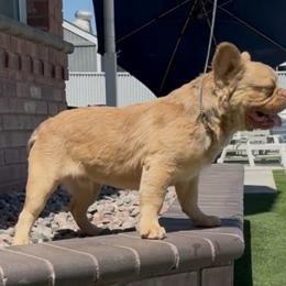 SIMBA - French Bulldog