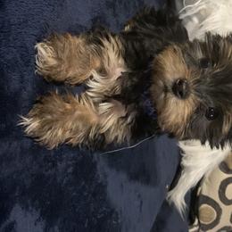 Yorkshire Terrier Puppies from Coffeycup Yorkies