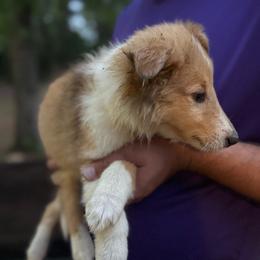 Ms. Yellow - Sable merle and white female Collie puppy in Tallahassee, Florida from Lampost Kennels