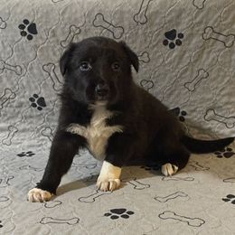 Girl 1 - Border Collie puppy in Oroville, California from Coalcyn Kennels