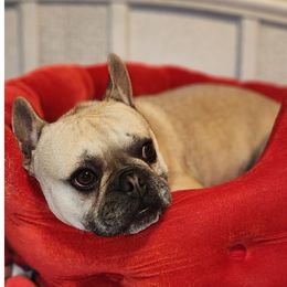 Burt - French Bulldog