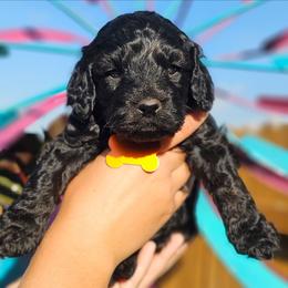 Anchor - Black male Cockapoo puppy in Indiahoma, Oklahoma from Phamily Doodles