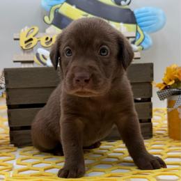 Red - Chocolate male Labrador Retriever puppy in Heath Springs, South Carolina from Rich Hill Retrievers