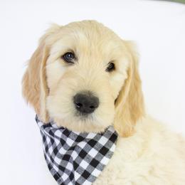 Goldendoodle Puppies from Penny and The Pups