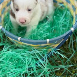 Ruby - Red merle female Border Collie puppy in Keller, Texas from Bordercollieblues