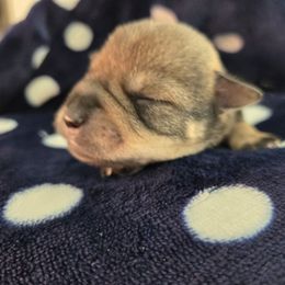 Boy 2 - White male Miniature Schnauzer puppy in Titusville, Florida from Alysha's Grandbabies