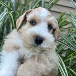 Prada - Wheaten female Miniature Schnauzer puppy in Grayson, Kentucky from Seventh Heaven Schnauzers